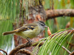 Phyllomyias uropygialis