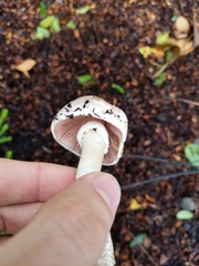 Agaricus californicus