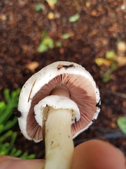 Agaricus californicus