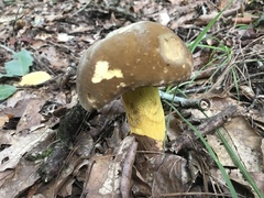 Boletus auripes