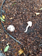 Agaricus californicus