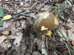 Boletus auripes