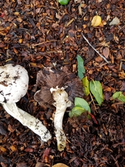 Agaricus californicus