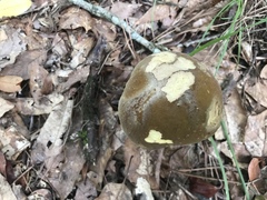 Boletus auripes