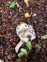 Agaricus californicus