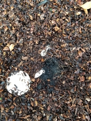 Agaricus californicus