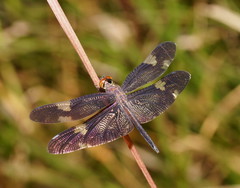 Rhyothemis princeps