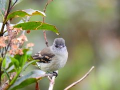 Phyllomyias uropygialis