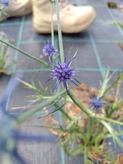 Eryngium ovinum