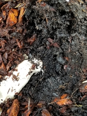 Agaricus californicus
