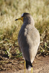 Vanellus senegallus