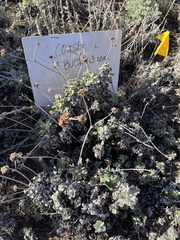 Eriogonum latifolium