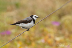 Epthianura albifrons