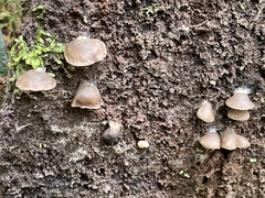 Entolomataceae