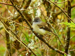 Phyllomyias uropygialis