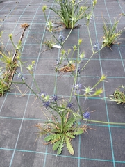 Eryngium ovinum