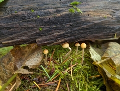 Galerina semilanceata