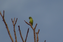Forpus conspicillatus