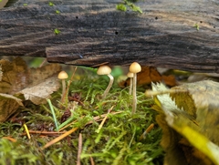 Galerina semilanceata