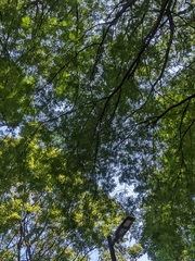 Parapiptadenia rigida