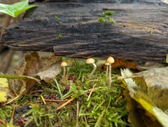 Galerina semilanceata