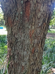 Parapiptadenia rigida