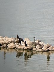 Nannopterum brasilianum