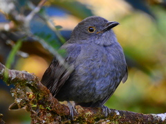 Lipaugus weberi