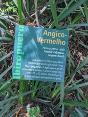 Parapiptadenia rigida