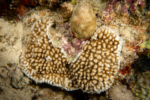 Montipora verrucosa observed 2022-10-08
