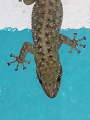 Phyllodactylus tuberculosus