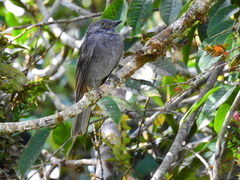 Lipaugus weberi