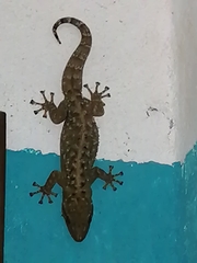 Phyllodactylus tuberculosus