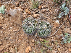 Echinofossulocactus phyllacanthus