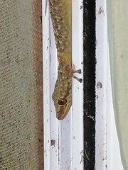 Phyllodactylus tuberculosus