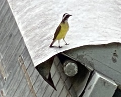 Pitangus sulphuratus