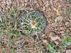 Echinofossulocactus phyllacanthus