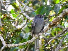 Lipaugus weberi