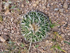 Echinofossulocactus