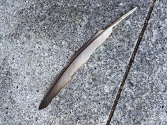 Columba livia domestica