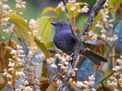 Lipaugus weberi
