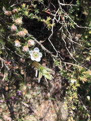 Leptospermum grandifolium