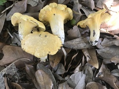 Cantharellus iuventateviridis