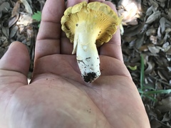 Cantharellus iuventateviridis