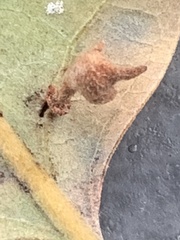 Atrusca clavuloides