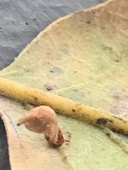 Atrusca clavuloides