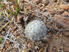 Mammillaria duwei