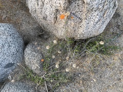 Adenophyllum speciosum