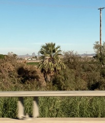 Washingtonia filifera