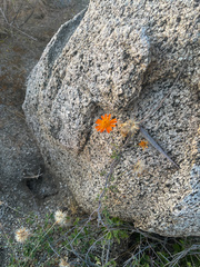 Adenophyllum speciosum